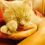 Profile Picture of Colby Cheeto Bateman (@colbycutie_3) on Instagram