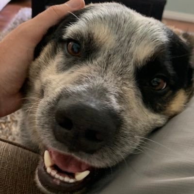 Profile Picture of Brendan Halloran (@bjhalloran) on Twitter