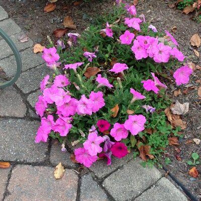 Profile Picture of Michele Benoit-Koski (@micheleBK70) on Twitter