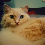 Profile Picture of Andrea McCallum (@drea_mccallum) on Instagram