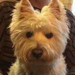 Profile Picture of Edda_Westie (@edda_66) on Instagram