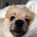 Profile Picture of Stephanie Samples Joseph (@slyfoxpicker) on Instagram