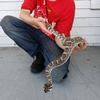 Profile Picture of Deon Proctor (@@deons_reptiles) on Tiktok