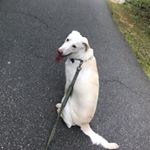 Profile Picture of Buddy Wilson (@buddy_wilson_) on Instagram