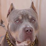 Profile Picture of Clyde The Bully (@lovely_clyde) on Instagram