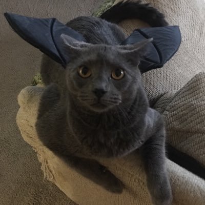 Profile Picture of Tracy Gonzales-Hack (@trllynn) on Twitter
