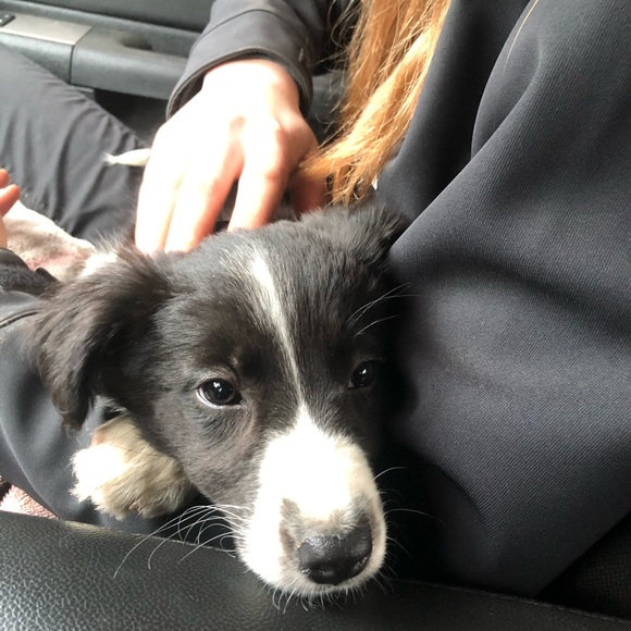 Profile Picture of Shynne Herlick (@shyanne01h) on Poshmark