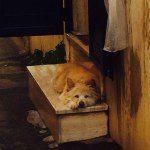 Profile Picture of Chris Colonna (@fotogmom) on Instagram