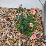Profile Picture of Kathy Hall Utterback (@hallutterback) on Instagram