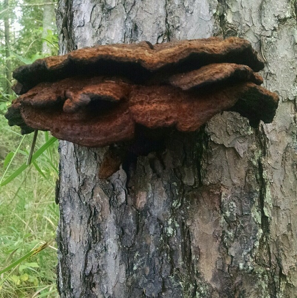 Profile Picture of Bryan Wisniewski (@intrgd1) on Poshmark