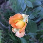 Profile Picture of Lois L Steele (@steeleloisl) on Instagram