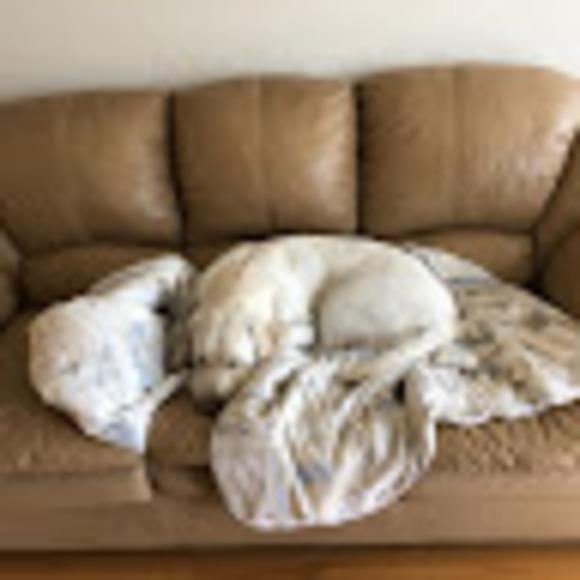 Profile Picture of Vanessa Basciano (@basvan1) on Poshmark