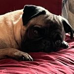 Profile Picture of Benjamin A Lovell (@red_sox87_) on Instagram