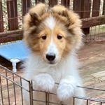 Profile Picture of Penelope “Penny” Layne (@sheltie_penelope) on Instagram