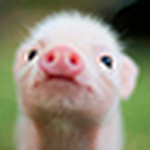Profile Picture of Kevin (@kevin.kang.) on Flickr