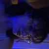 Profile Picture of cherish (@cherish.patzerhicks) on Tiktok