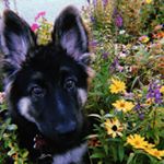 Profile Picture of Bailey Roach (@_baileythegermanshepherd) on Instagram