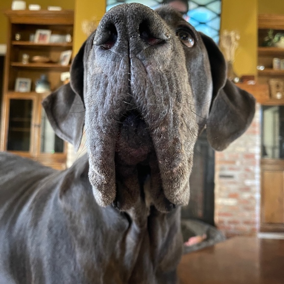 Profile Picture of James Bethea (@shelbycobro) on Poshmark