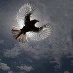 Profile Picture of Joshua Jolley (@iamjoshuajolley) on Instagram