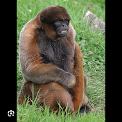 Profile Picture of Michael Gurley (@Mikey7155ttv) on Youtube