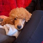 Profile Picture of Ludwig Kaino (@ludwig_the_poodle) on Instagram