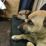 Profile Picture of Jacob Abshire (@cricket_09012) on Instagram