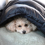 Burnside Bob - Flickr Profile Picture of Burnside Bob (@Burnside Bob) on Flickr