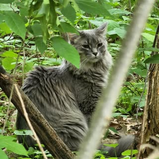 Profile Picture of Charles Rhyner (@charles_rhyner) on Instagram