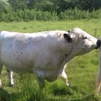 Profile Picture of Owen Whiting (@owen.whiting.77) on Facebook