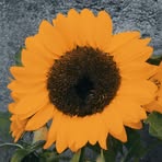 Profile Picture of KC James Cuarto (@kc.james.cuarto) on Facebook