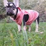 Profile Picture of mercedes (@mercedesthefrenchbulldog123) on Instagram