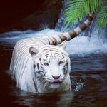 Profile Picture of evan_keren (@evan_surjadi) on Instagram