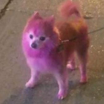 Profile Picture of Michael Shelley (@eliasbouchardsmankytoes) on Tiktok