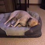 Profile Picture of Joseph Meringolo (@josephmeringolo) on Instagram