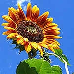 Profile Picture of Hemant Patel (@avenueinnslo) on Flickr