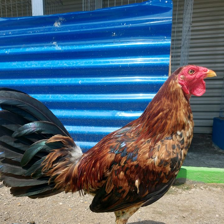 Profile Picture of leonardcoloay (@leonardcoloay) on Tiktok