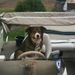 Profile Picture of David LaChance (@kavekritter22) on Pinterest