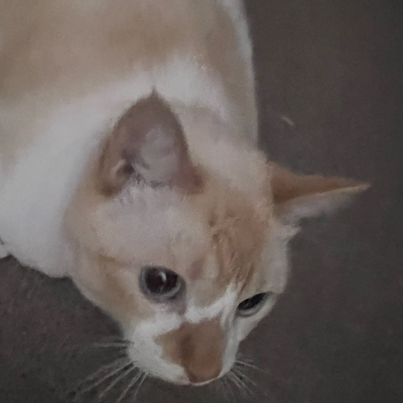 Profile Picture of Vitoria Rocha (@vitoria323) on Poshmark