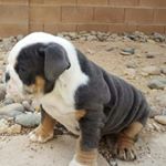 Profile Picture of Garth Weaver (@leadingedgebullies) on Instagram