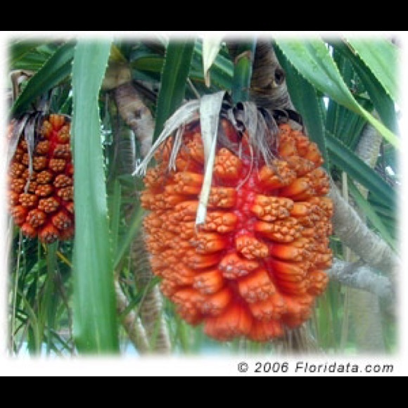 Profile Picture of Natacha Furlan (@natacha83) on Poshmark