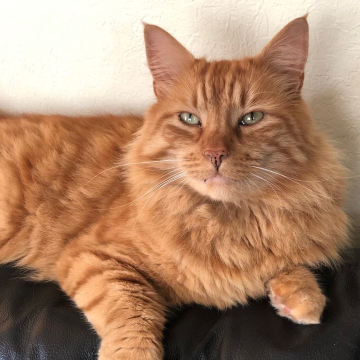 Profile Picture of Grete (@grete.tom.jerry.tut) on Tiktok