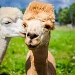 Profile Picture of Kenneth Wendell (@kennethwendellgeyer) on Instagram
