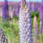 Profile Picture of Brianna Viney (@Brianna-Viney) on Facebook