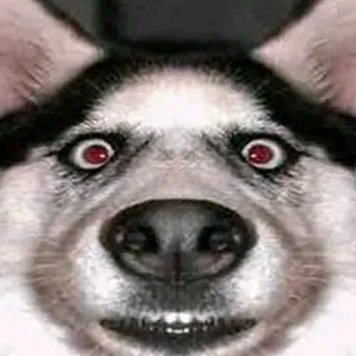 Profile Picture of Marcos Corado (@markcorado) on Tiktok