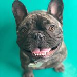 Profile Picture of Jason Albert Betts (@jason.the.frenchie) on Instagram