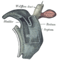 Profile Picture of Urorectal septumon Wikipedia