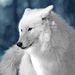 Profile Picture of Deny Morlino (@denymorlino) on Pinterest