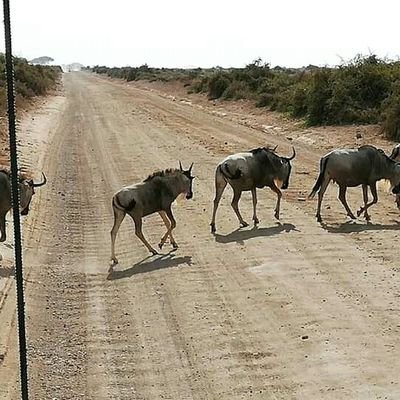 Profile Picture of Ben Kagame Safari Kenya (@KagameKenya) on Twitter