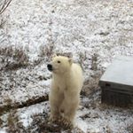 Profile Picture of Shari Wright (@sharilwright) on Instagram