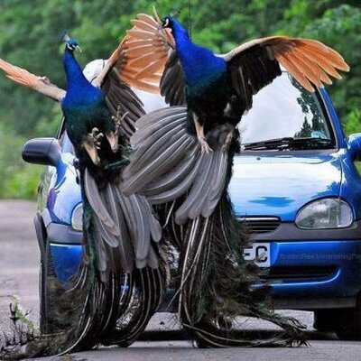 Profile Picture of Yahya Ibrahim (@yahyaibrahim16) on Twitter